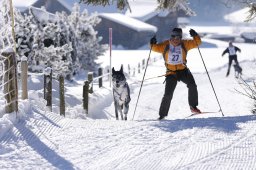 Lenk 2013